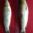250 & 450 Gm fish